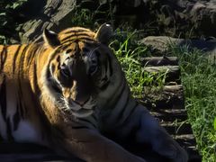 -大连森林动物园