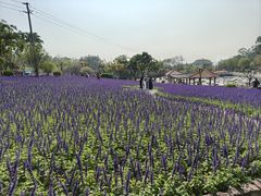 -广州莲花山旅游区