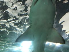 -悉尼海洋生物水族馆