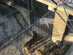 -石家庄市动物园