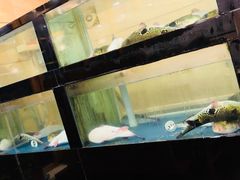 -天正河鲀·河豚亭(大连店)