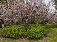-昆山城市生态森林公园