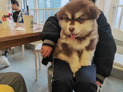 -Let's go狗咖·猫咖·奶狗·桌游(春熙路IFS店)