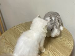 -楼上猫咖(罗湖店)