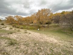 -乌兰布统景区-白桦林