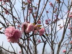 -天适樱花悠乐园