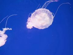 -江和美海洋公园