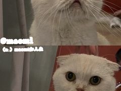 -猫爷宠物生活馆·撸猫馆