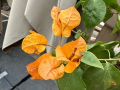 -Lets burger非常汉堡·环球风味(蓝色港湾店)