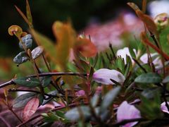 -武汉大学-樱园