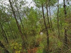-南山植物园