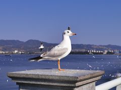-滇池海埂公园
