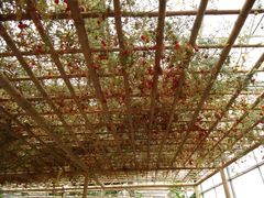 景点-观光南瓜园