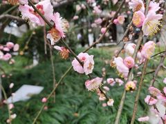 -杭州植物园