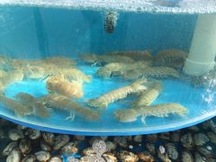 -京秀缘蒸汽海鲜农家菜大馅蒸饺