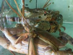 本地正宗肉蟹，月份带膏-浪琴湾尾角仔海鲜坊