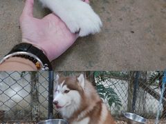 -TrueLove @ Neverland (Husky Cafe)