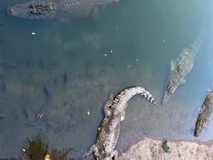 -广州长隆飞鸟乐园