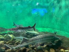 -太平洋海底世界