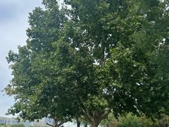 -庆丰包子铺(大屯路店)