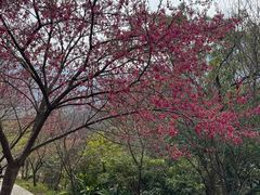 -福清灵石山国家森林公园