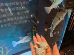 -肆月河豚·淮扬菜·湘菜(华天店)