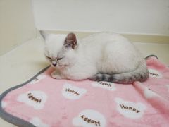 -关爱宠物医院·猫科中心·消化科(滨湖万达分院)