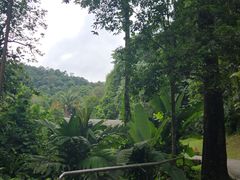 -槟城植物园