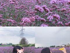 -紫颐香薰山谷景区