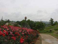 -都江堰玫瑰花溪谷