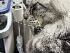 -四月宠物医院·猫专科·心脏专科·内科(转塘店)