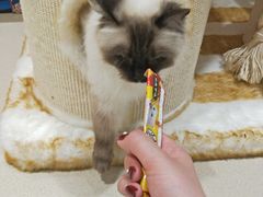 -藏猫猫咖啡主题馆(中央大道店)