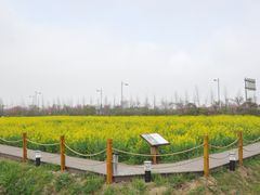 -田园东方蜜桃村的田野营地