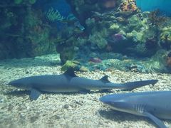 -上海海昌海洋公园