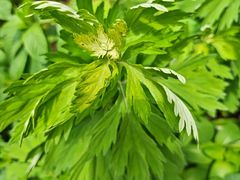 -西湖外事游船(湖滨二公园外事游船码头)