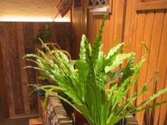 -慢丽江·云南野生菌土鸡锅(付家庄店)