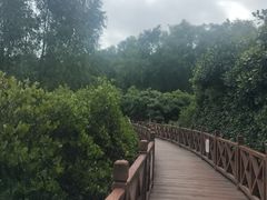 -大亚湾红树林城市湿地公园