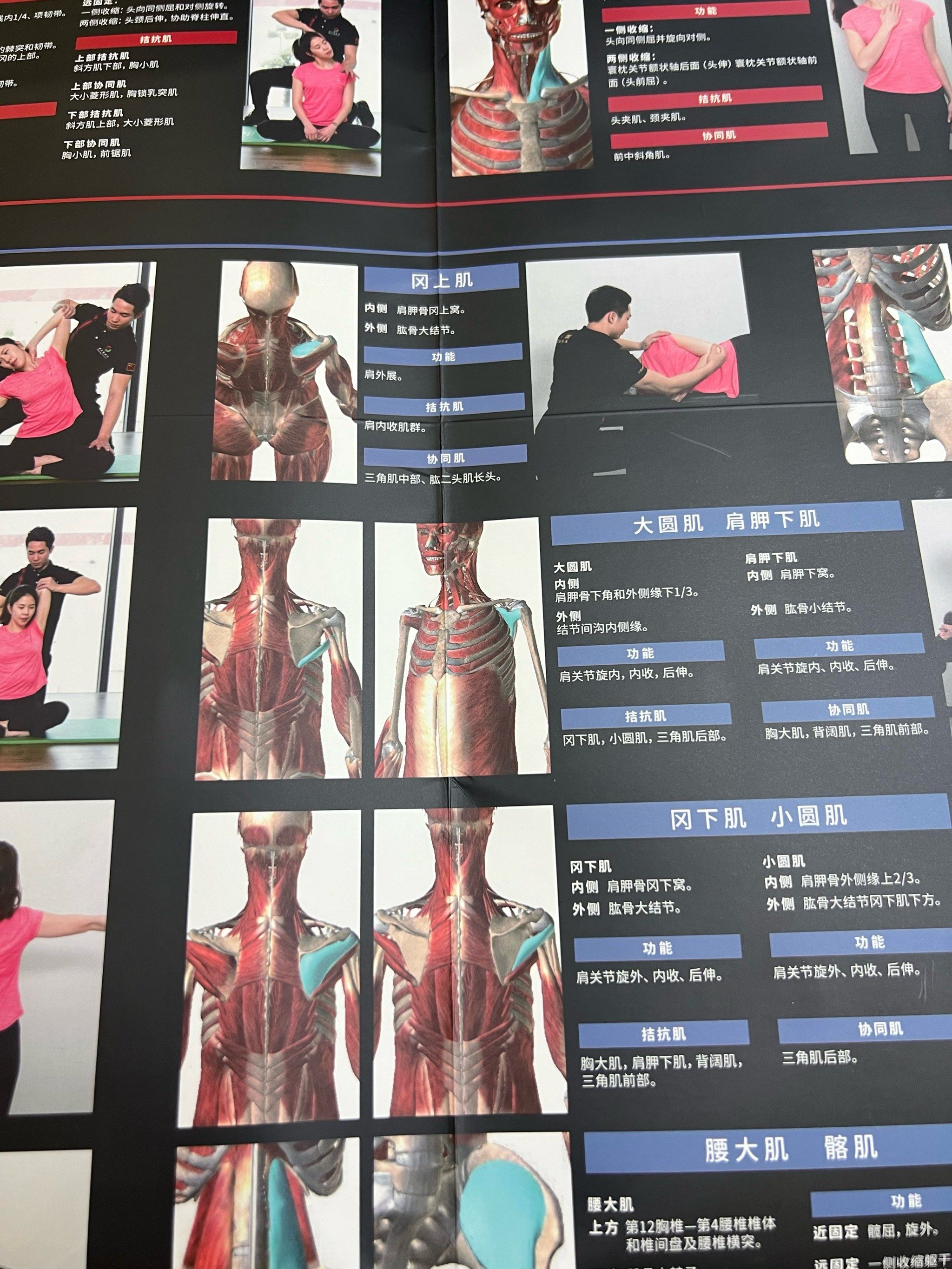 解剖图解