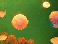 -福州罗源湾海洋世界旅游区