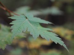 -五营红松林海景区