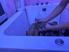-喵百万·布偶·蓝金金渐层英短·猫舍(百子湾店)