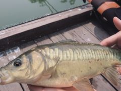 -酷鱼垂钓CLUB(朝阳区博大路店 )