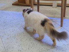 -喵园·猫主题咖啡厅·撸猫·猫咖(国贸店)