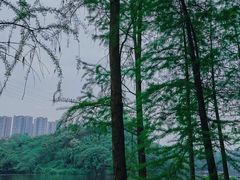-重庆彩云湖湿地公园