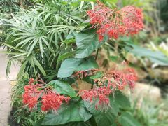 -中国科学院华南植物园