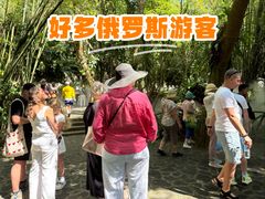 -呀诺达热带雨林
