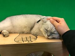 -李小姐の猫咖啡馆(五角场店)