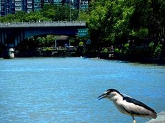 -运河游船(武林门码头)