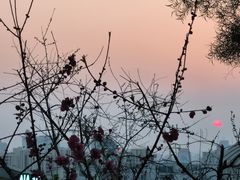 -金鸡山公园
