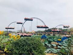 -荷兰花海